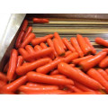 2021 New Harvest Fresh Natural Carrots Export Chinese Fresh Carrot